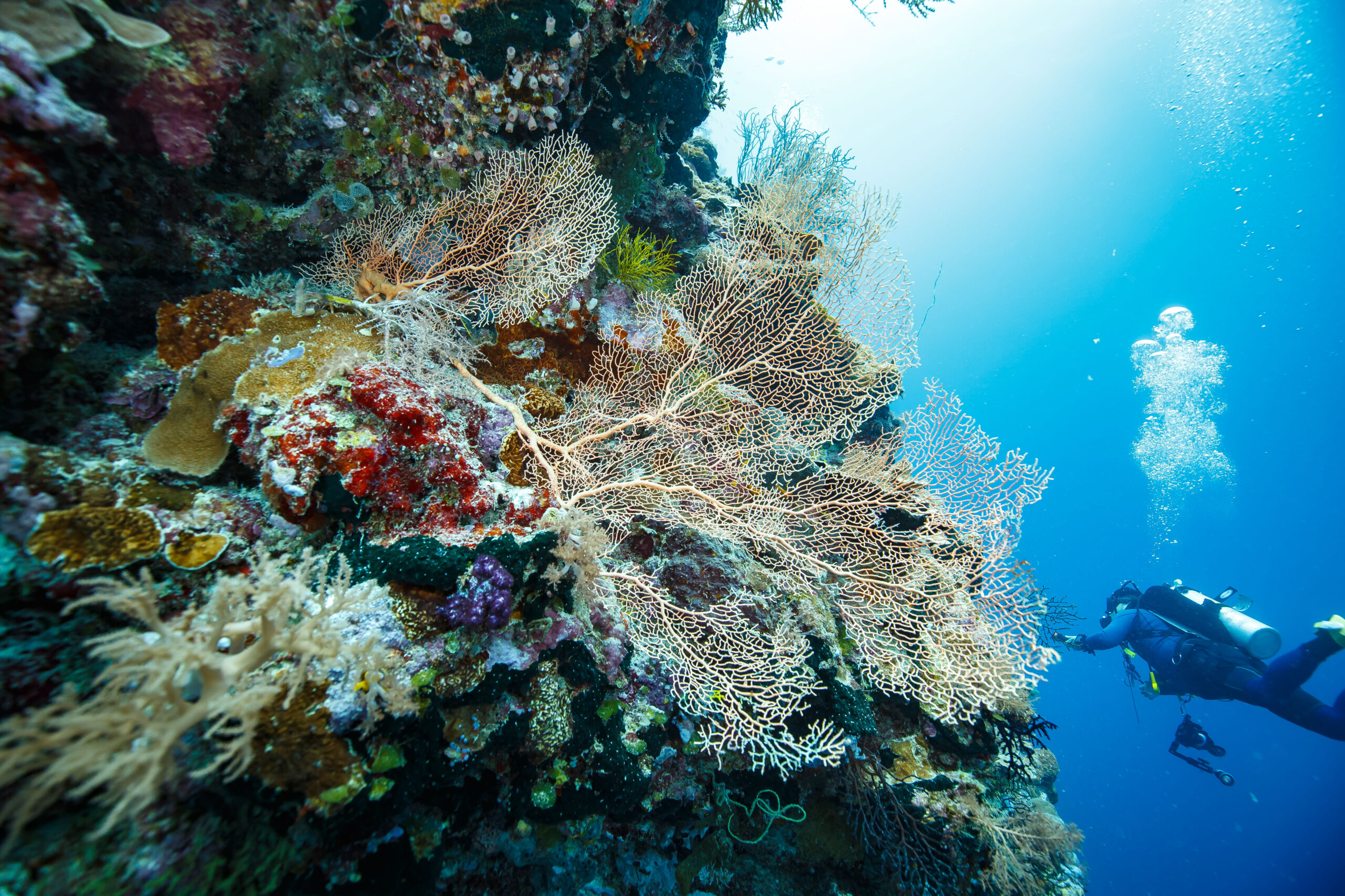 Diver swimming above a vibrant coral reef