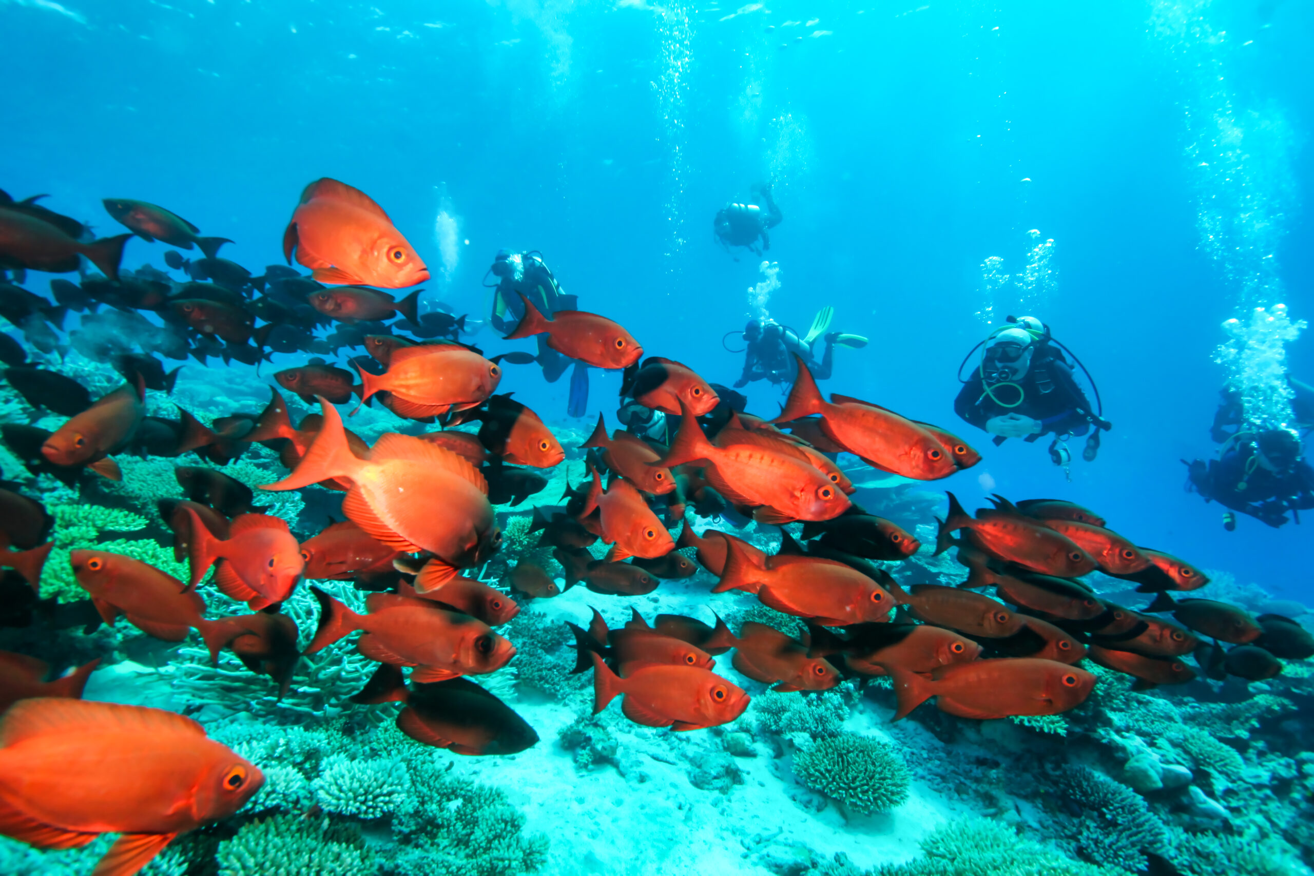 Scuba divers surrounded by tropical fish