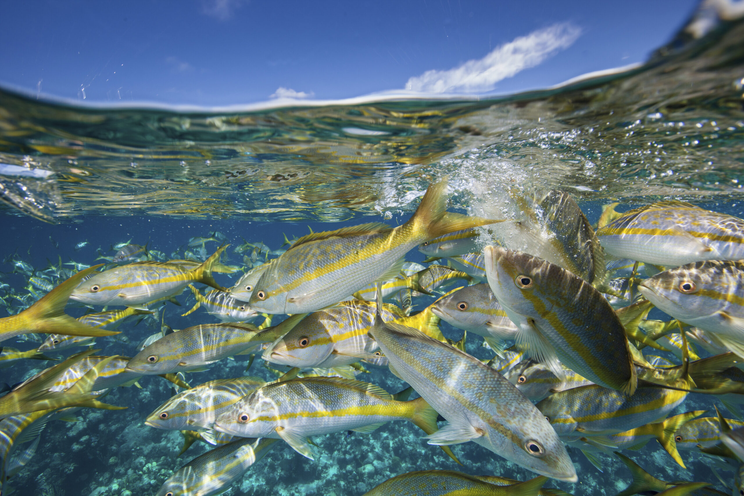 School of yellow fish swimming in crystal-clear blue water